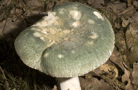 Gefelderter Grüntäubling (Russula virescens) - © Heinz Prelicz